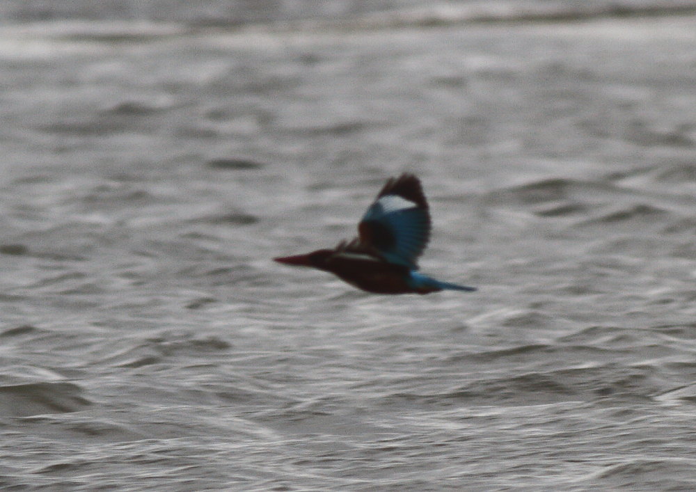 İzmir yalıçapkını