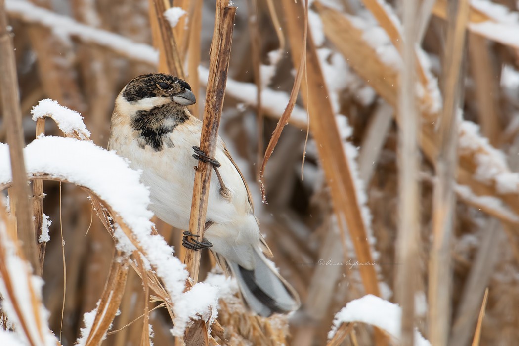 Bataklık Kirazkuşu