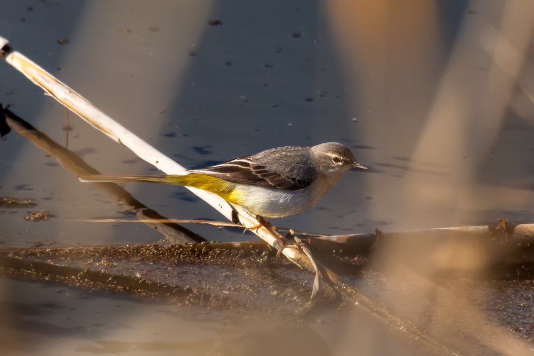 Dağ kuyruksallayanı
