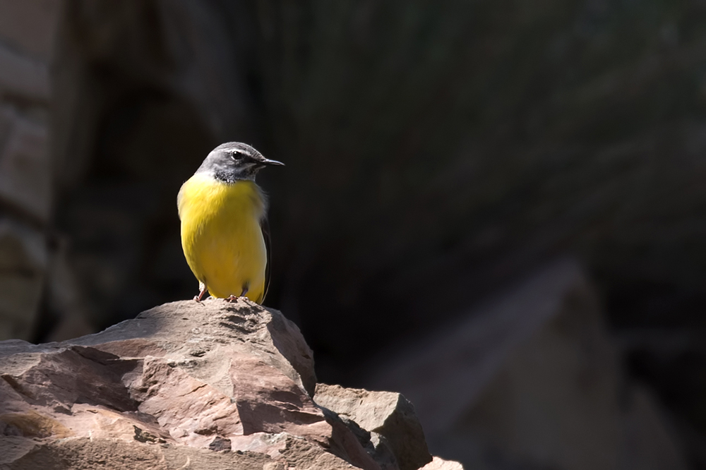 Dağ kuyruksallayanı
