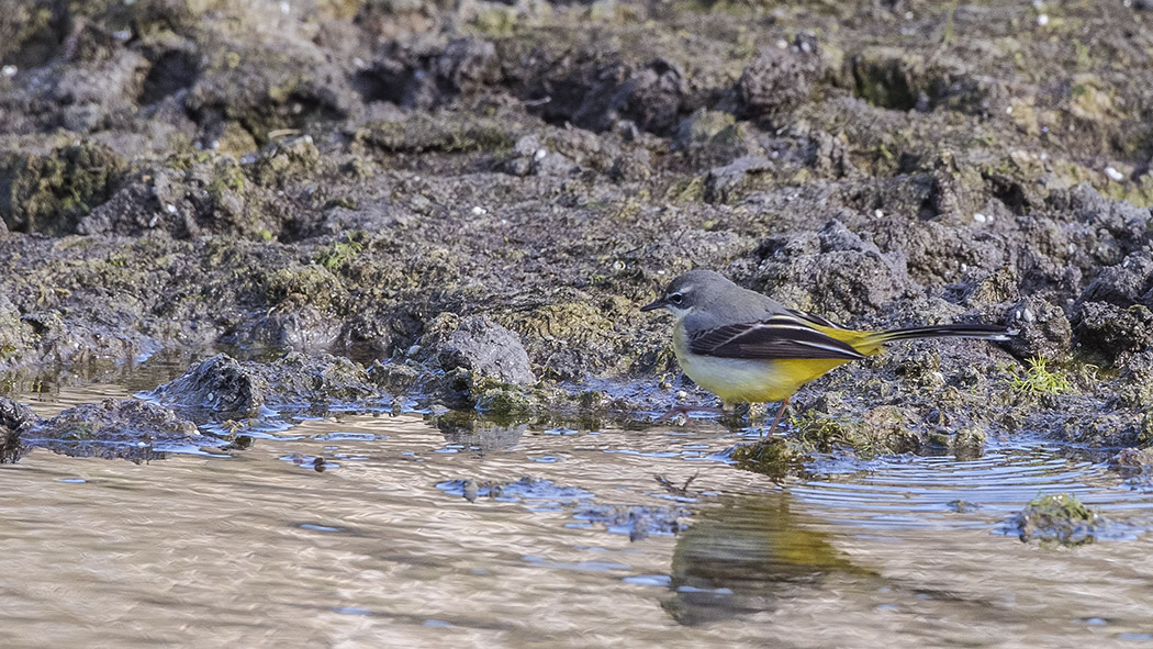 Dağ kuyruksallayanı