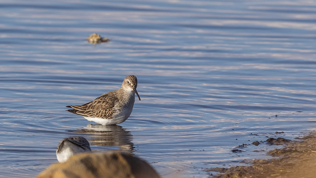 Karakarınlı kumkuşu
