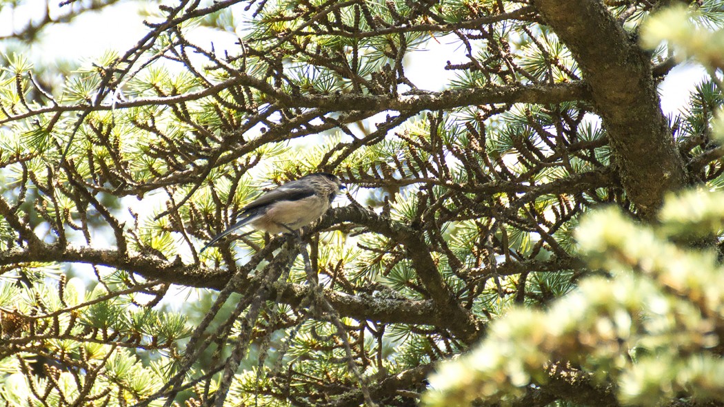 Uzunkuyruklu baştankara