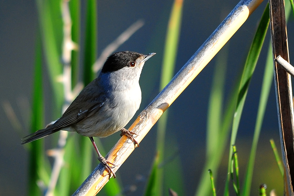 Karabaşlı ötleğen