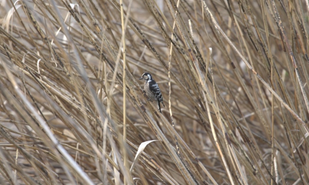 Küçük ağaçkakan