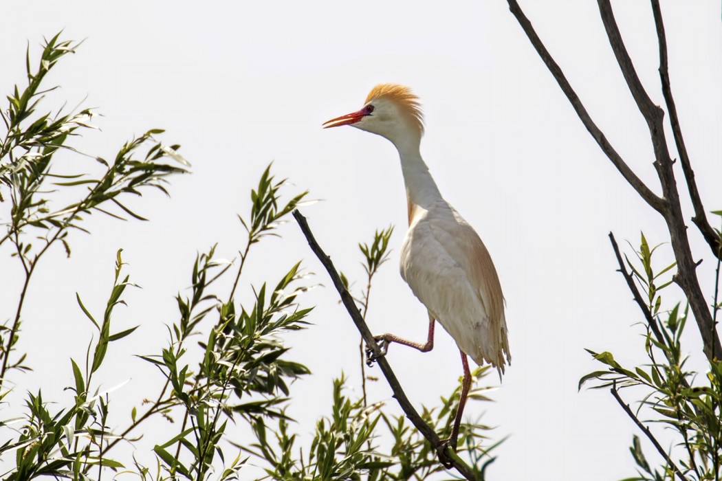 Sığır balıkçılı