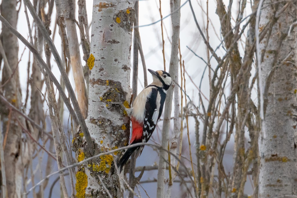 Orman alaca ağaçkakanı
