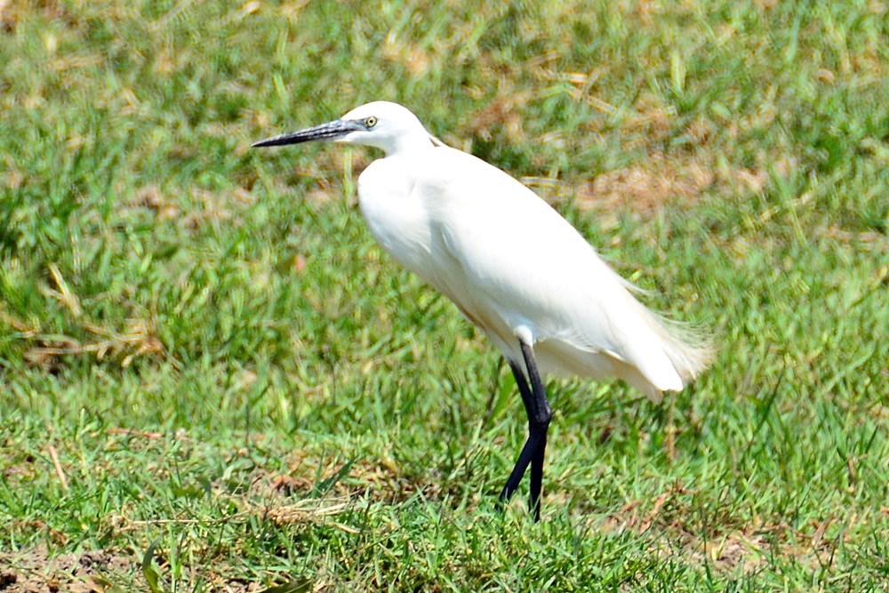 Küçük ak balıkçıl