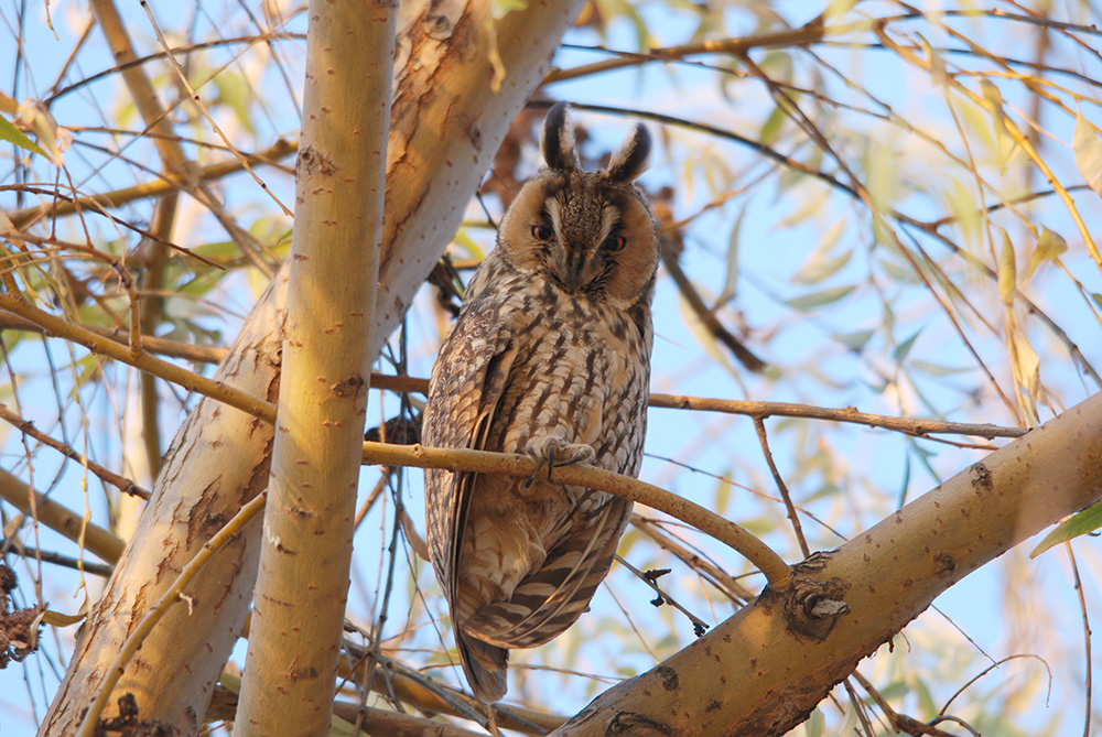 Kulaklı orman baykuşu