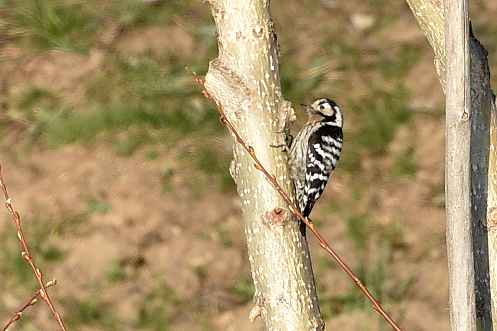 Küçük ağaçkakan