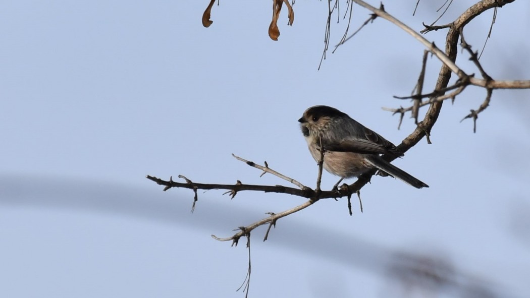Uzunkuyruklu baştankara