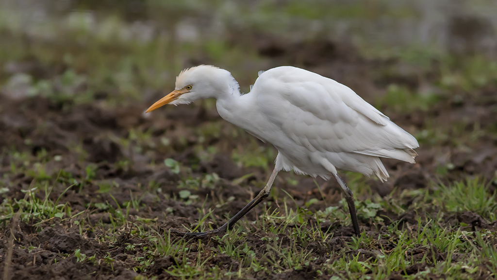 Sığır balıkçılı