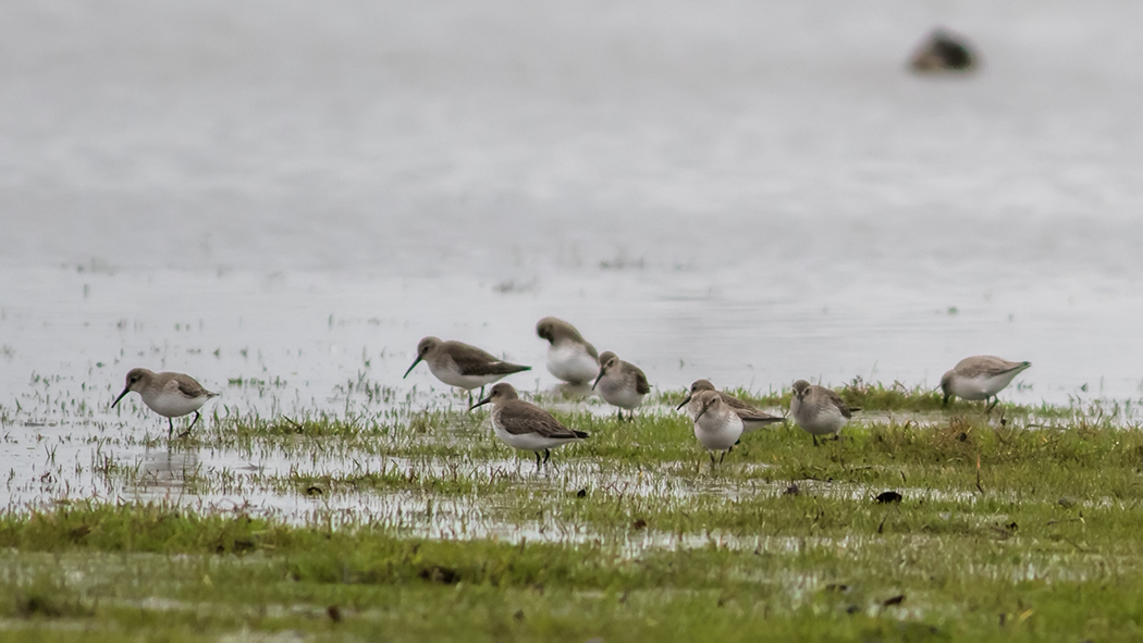 Karakarınlı kumkuşu