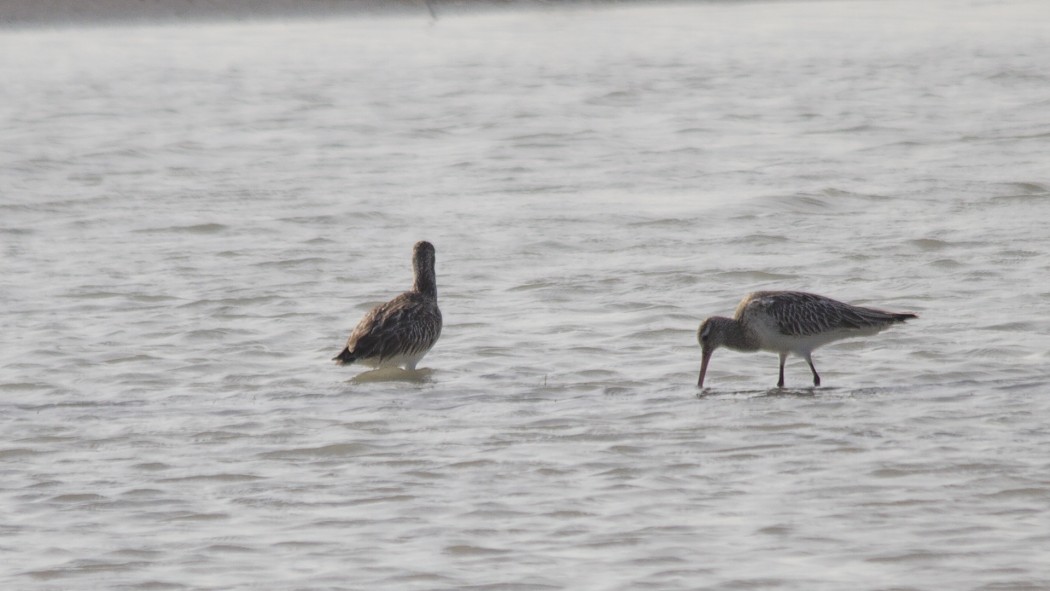 Kıyı çamurçulluğu