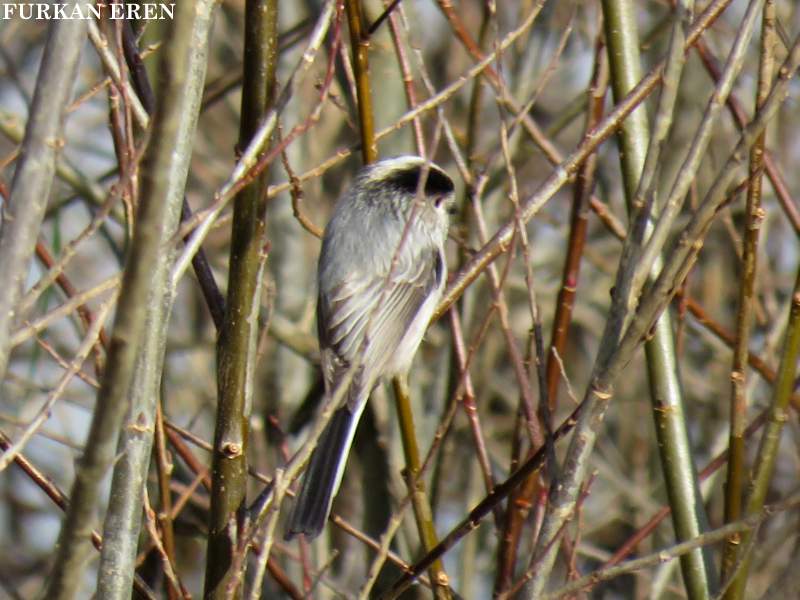 Uzunkuyruklu baştankara
