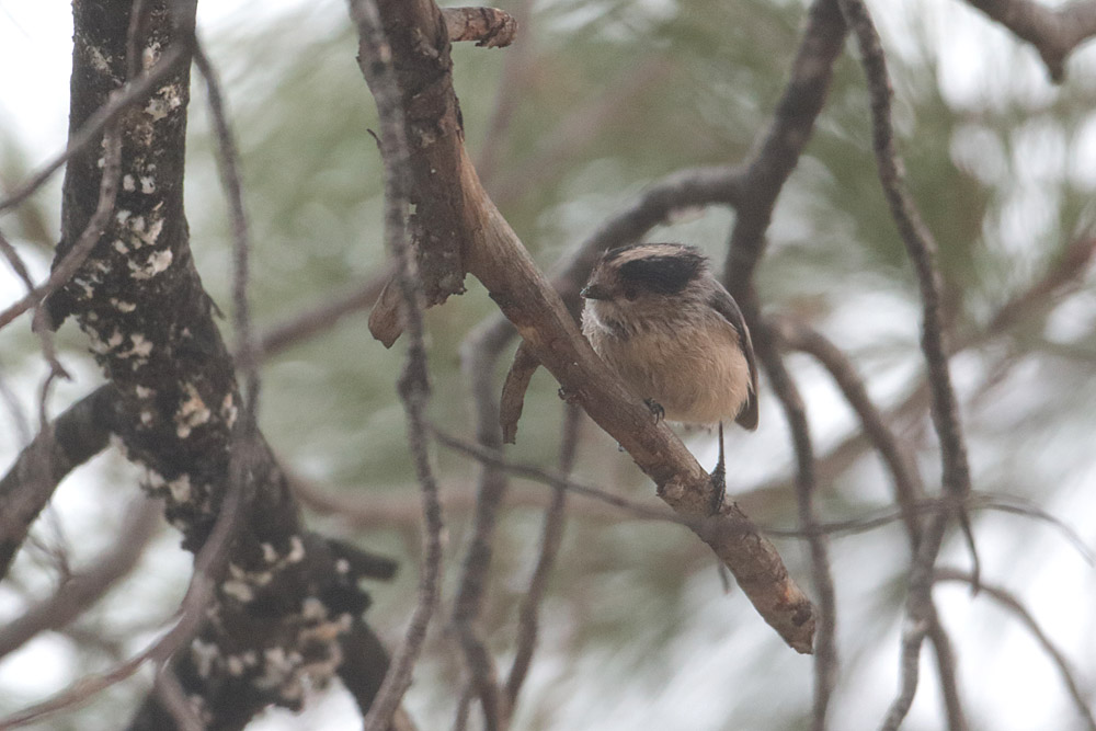 Uzunkuyruklu baştankara