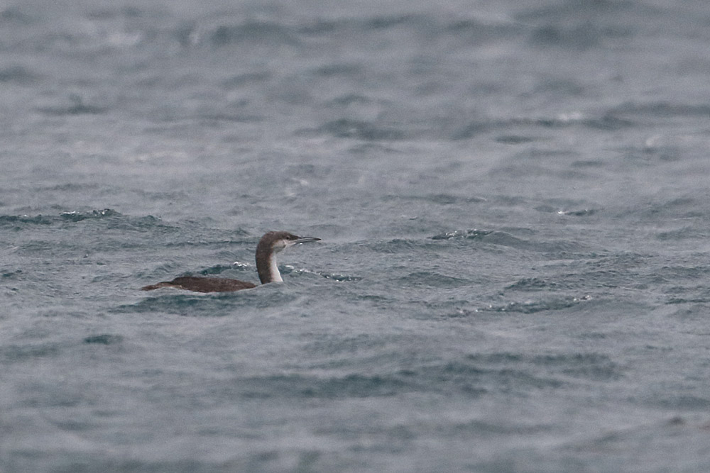 Karagerdanlı dalgıç