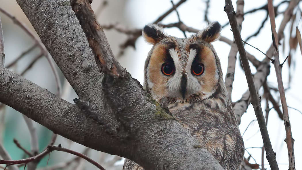 Kulaklı orman baykuşu