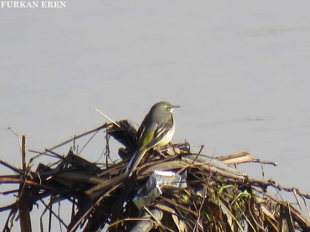 Dağ kuyruksallayanı