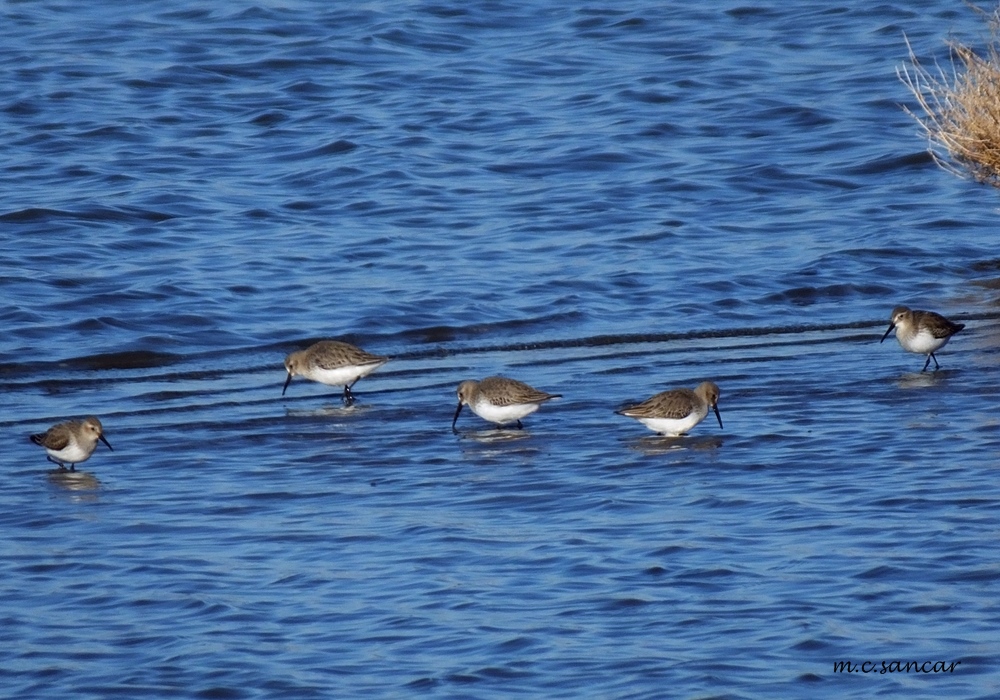 Karakarınlı kumkuşu