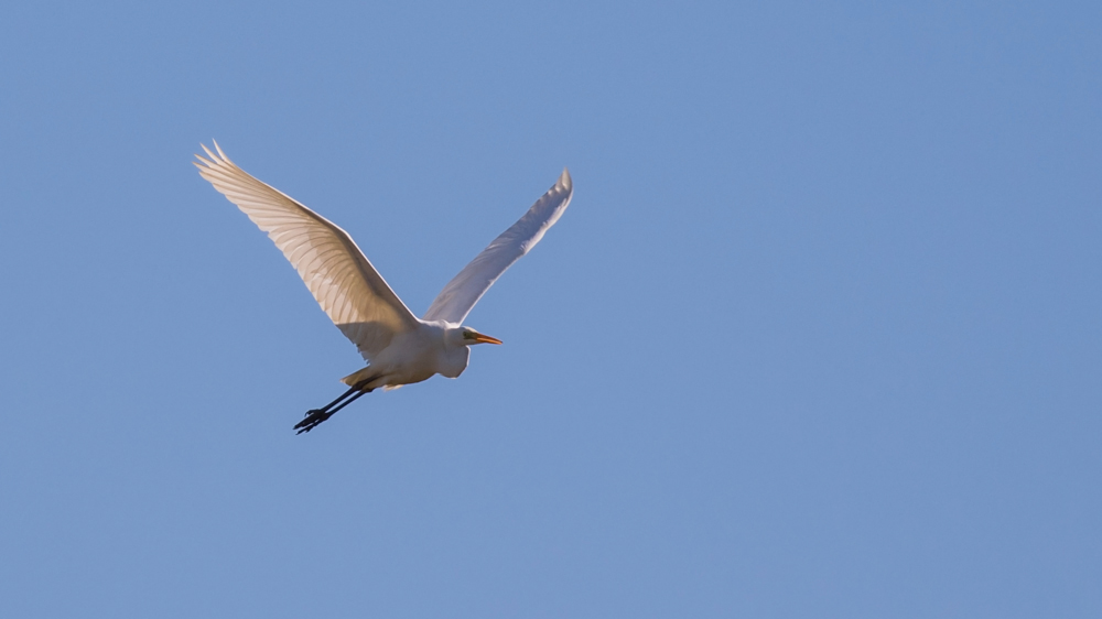 Büyük ak balıkçıl