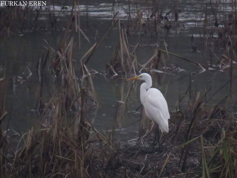 Büyük ak balıkçıl