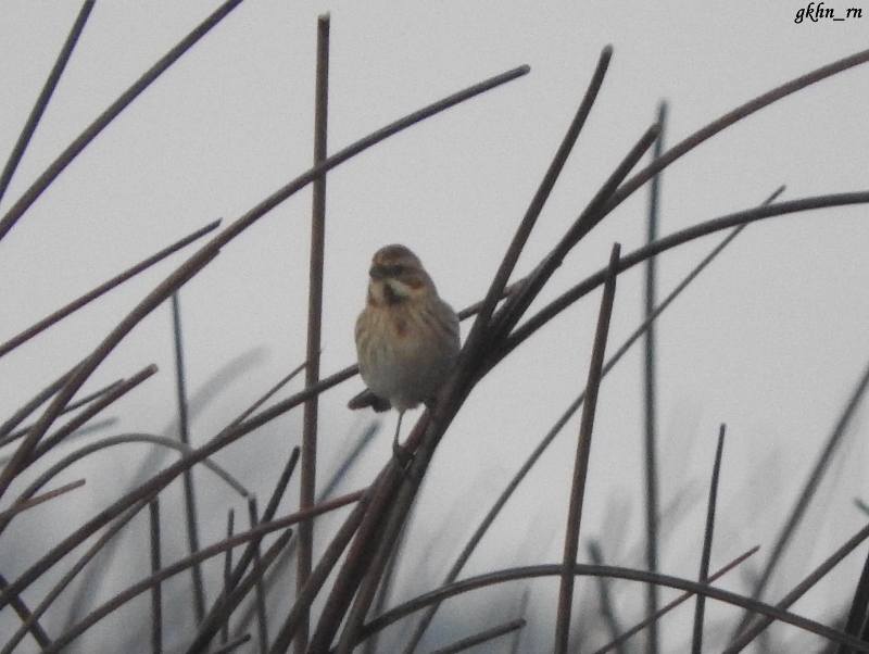 Bataklık Kirazkuşu
