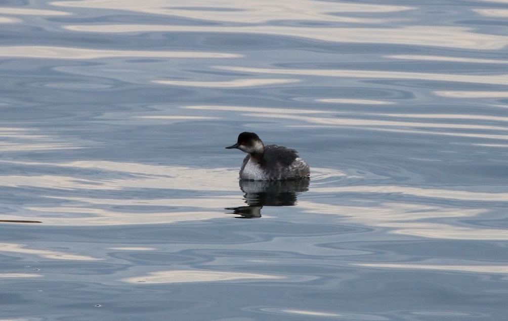 Karaboyunlu batağan