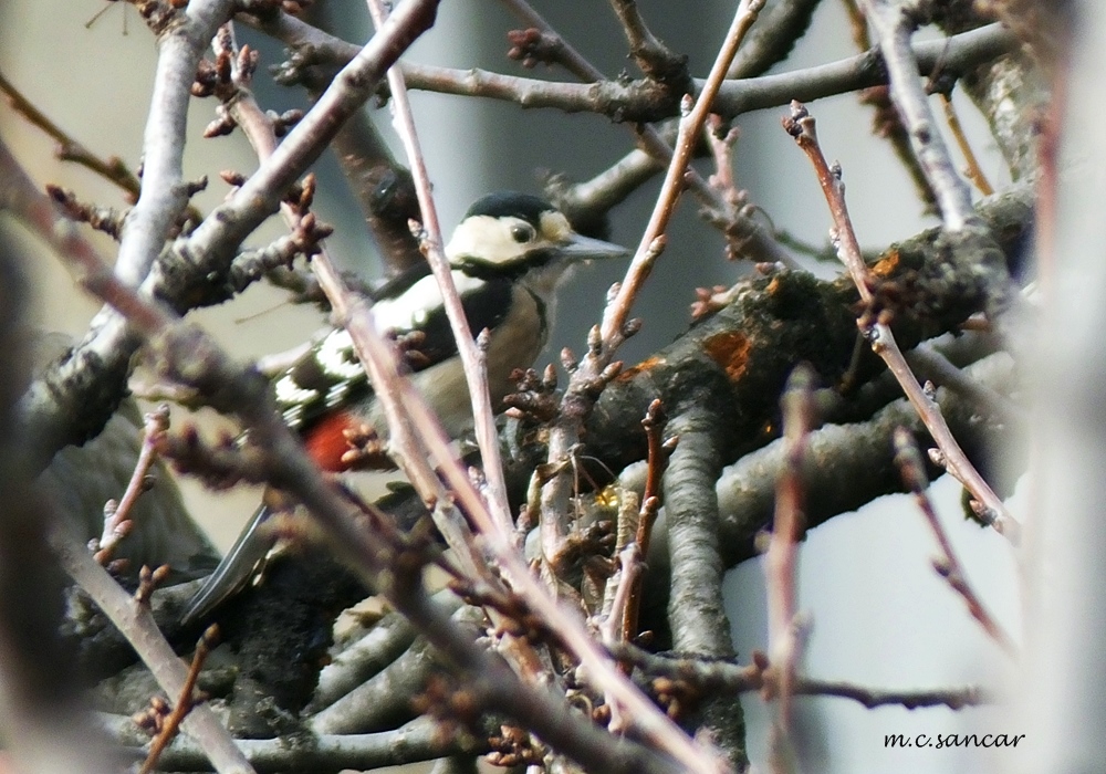 Orman alaca ağaçkakanı