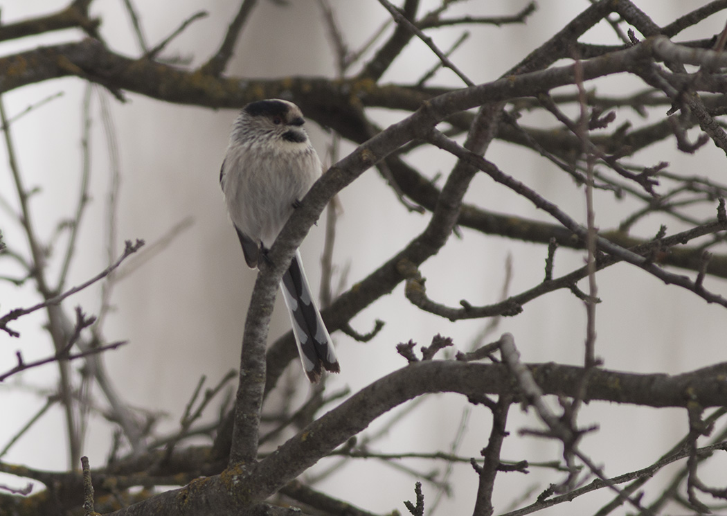 Uzunkuyruklu baştankara
