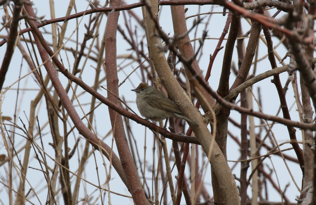 Karabaşlı ötleğen