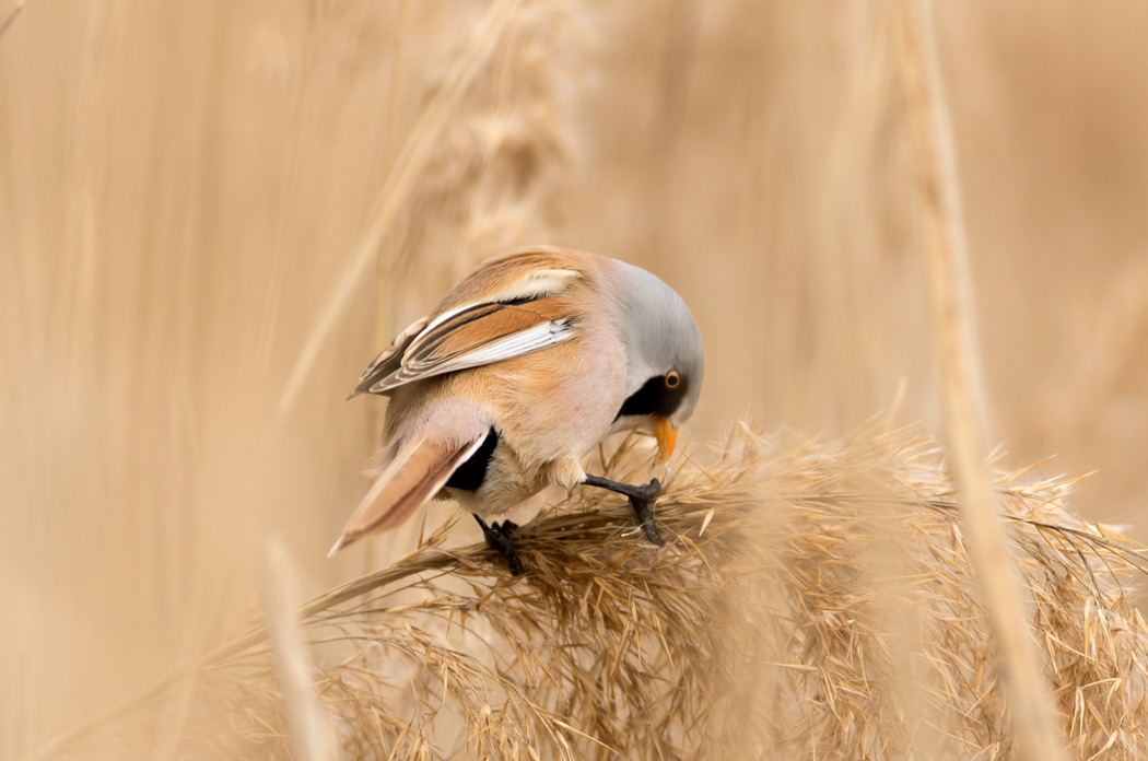 Bıyıklı baştankara