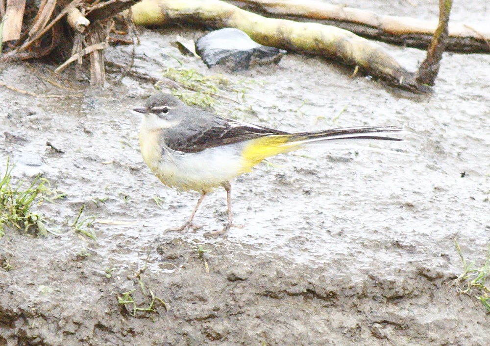 Dağ kuyruksallayanı