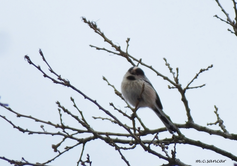 Uzunkuyruklu baştankara