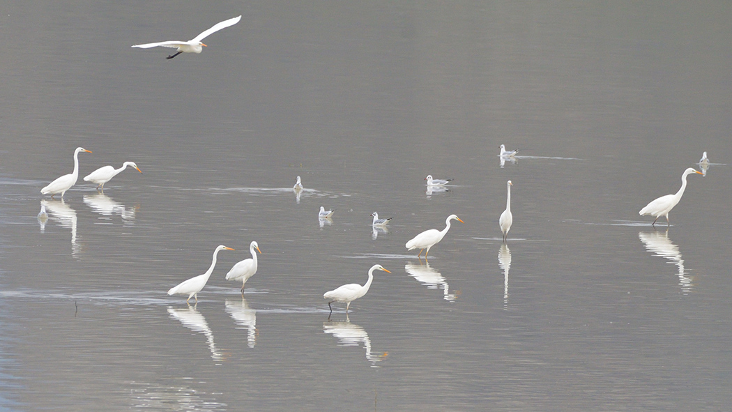 Büyük ak balıkçıl