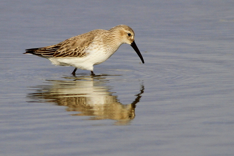 Karakarınlı kumkuşu