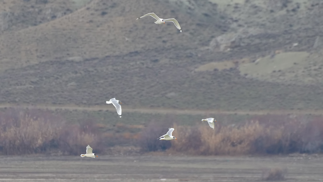 Büyük karabaş martı