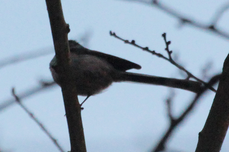 Uzunkuyruklu baştankara
