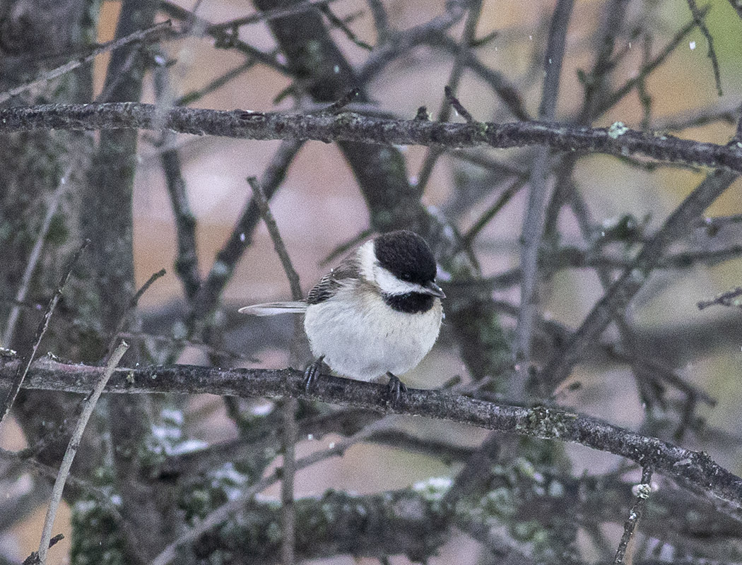 Akyanaklı baştankara