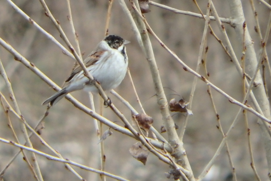 Bataklık Kirazkuşu