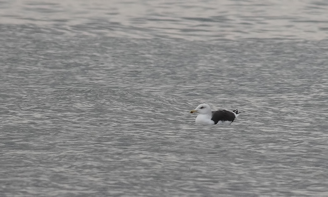 Büyük karasırtlı martı