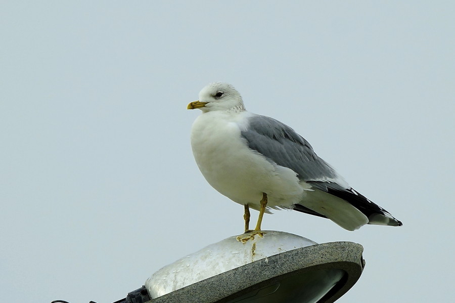 Küçük gümüş martı