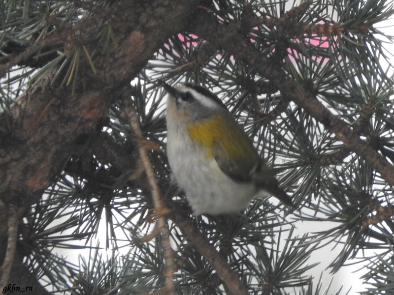 Sürmeli çalıkuşu