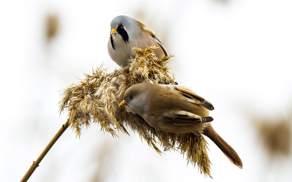 Bıyıklı baştankara