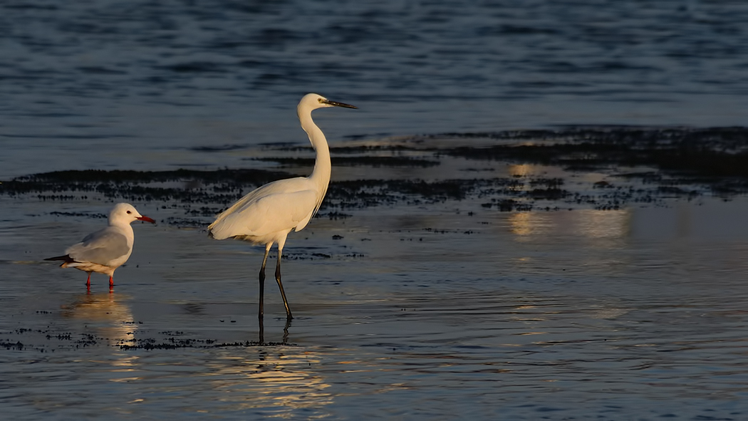 Küçük ak balıkçıl
