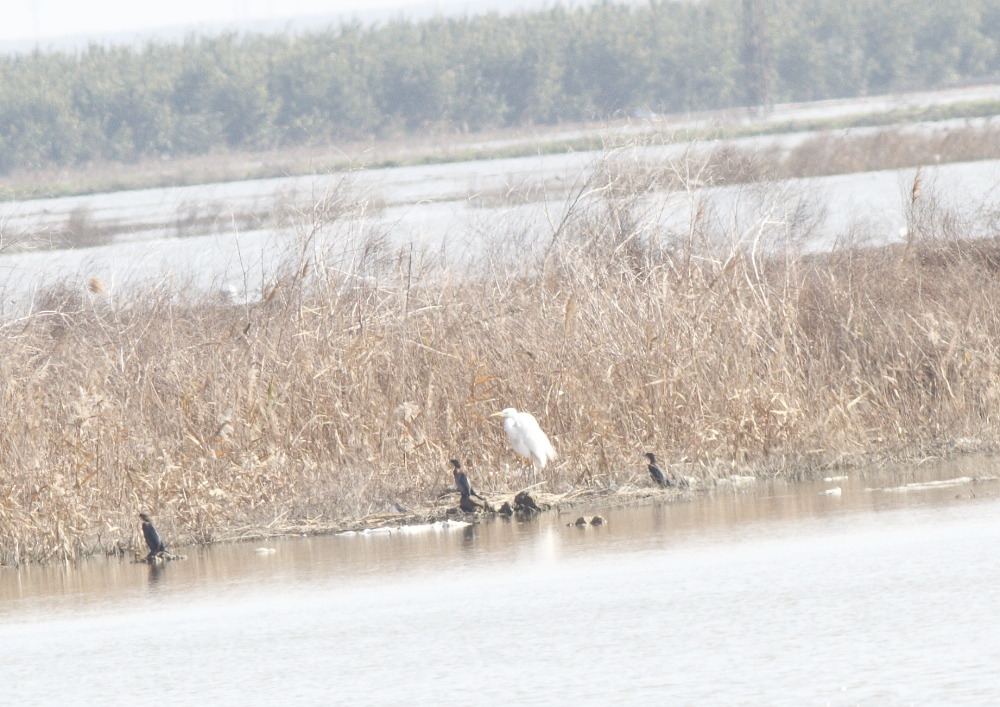 Büyük ak balıkçıl