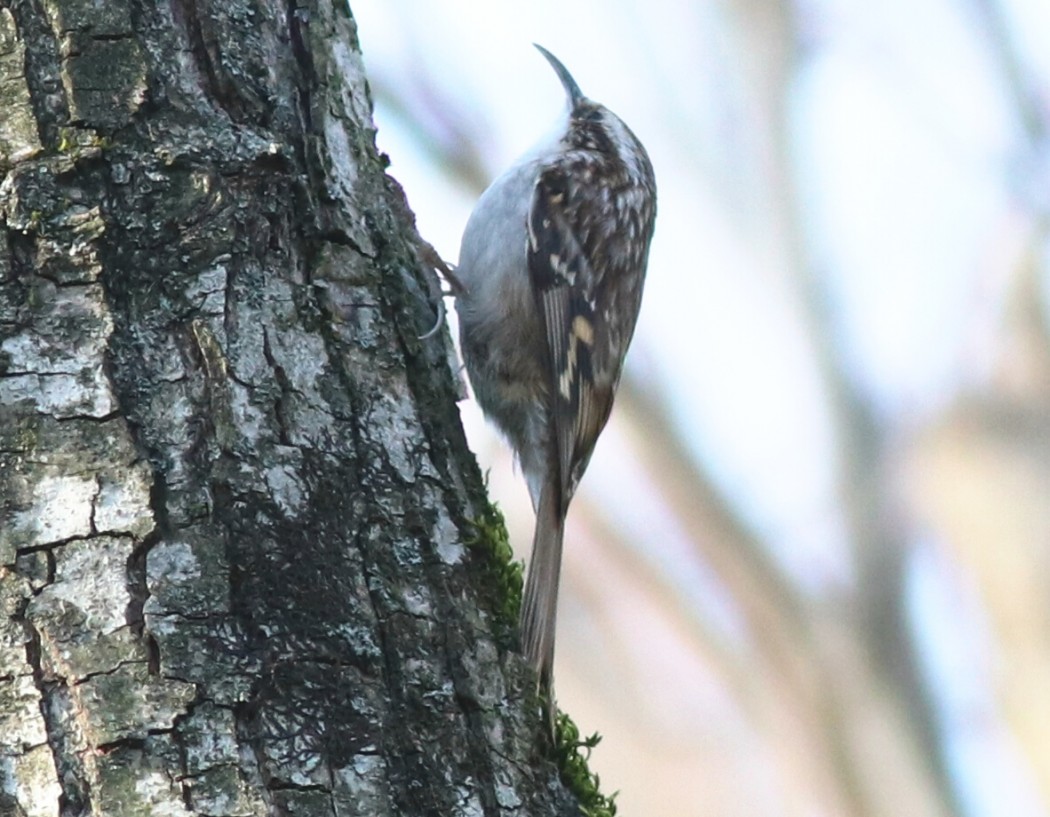 Bahçe tırmaşıkkuşu