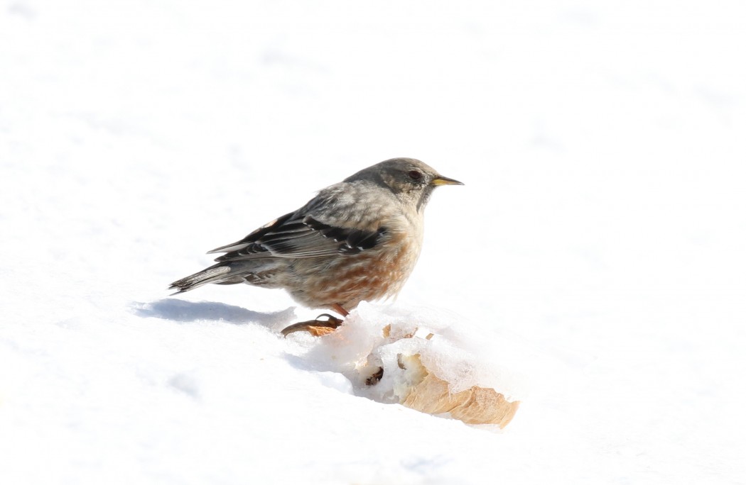 Büyük dağbülbülü