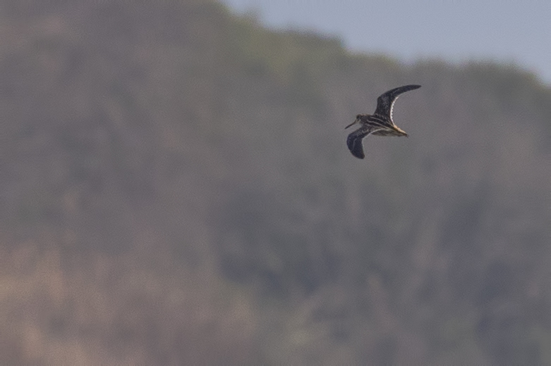 Küçük suçulluğu