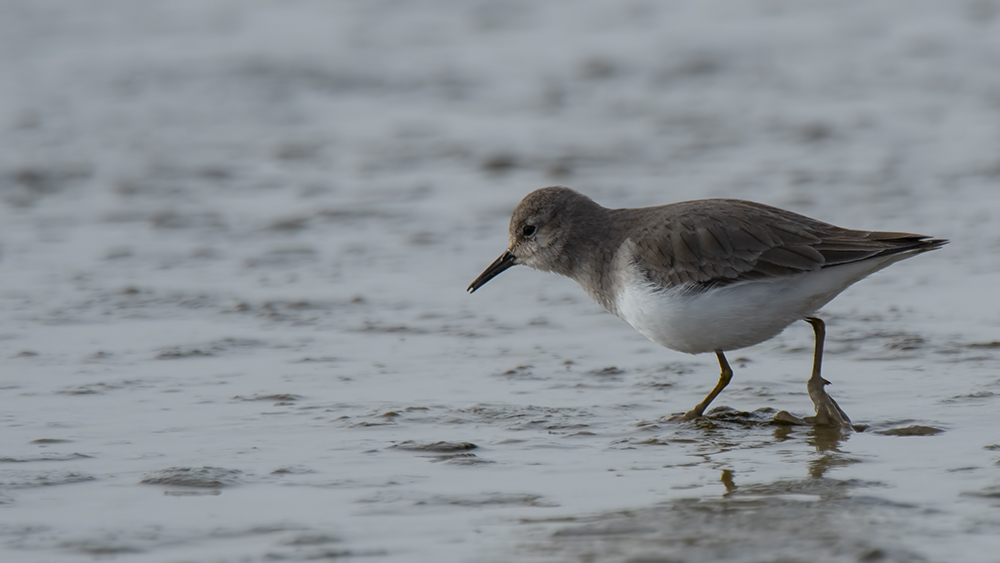 Sarıbacaklı kumkuşu